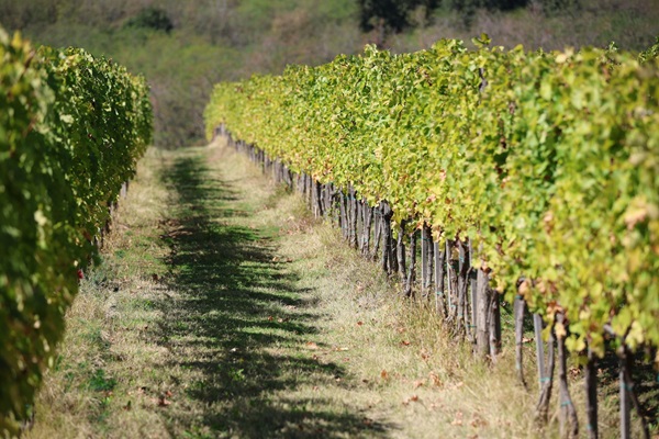 Vinogradi vinarije Jovac – noseća fotografija